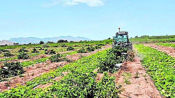 Murcia investiga si la clorosis nervial también se propaga por las raíces
