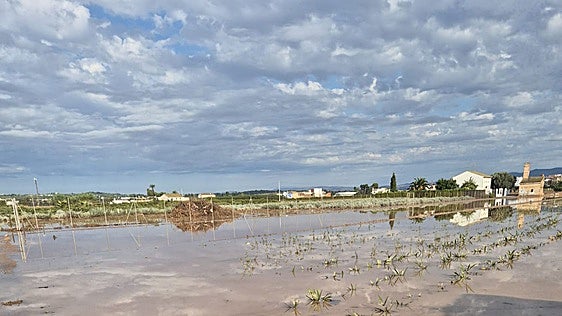 La tormenta arrasa cultivos en Valencia: pérdidas de hasta el 100% en hortalizas y preocupación por el arroz y el caqui