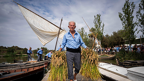 La D.O Arroz de València celebra la Fiesta de la Siega este domingo en el Port de Catarroja