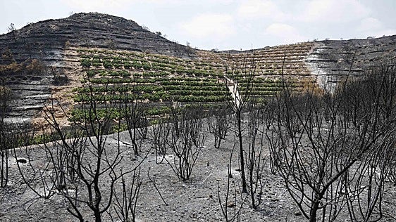 Estabilizado el incendio de la Vall d'Uixó tras arrasar el 12% de la Sierra de Espadán