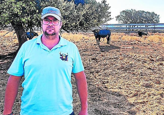 El ganadero Sergio Centelles y al fondo dos de sus reses.