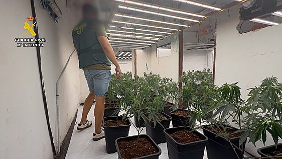 Desmantelada una plantación con 265 plantas de marihuana en el casco urbano de Teulada
