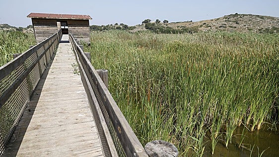 La zona sur de la Albufera acondiciona sus humedales