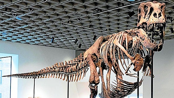 Describen la primera infección bacteriana de origen cutáneo en un dinosaurio que vivió en Morella