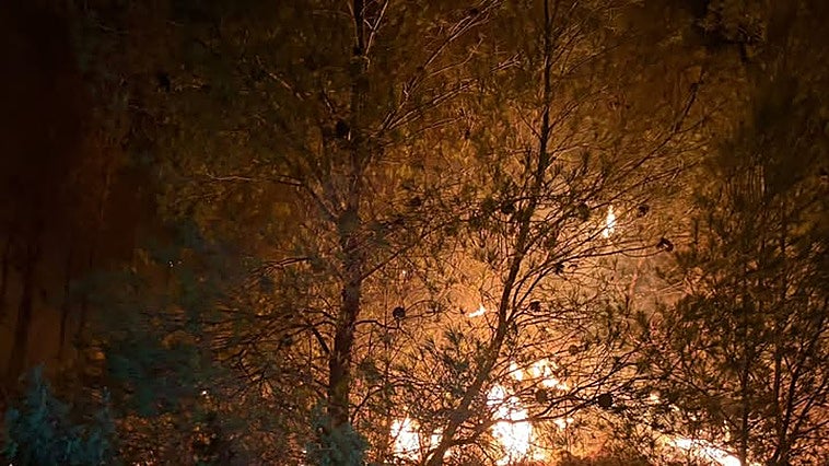 Un incendio afecta a una zona de matorral y pino en Olocau