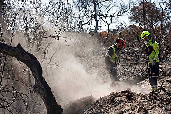 El peligro oculto en la Devesa: riesgo de incendio por las raíces incandescentes