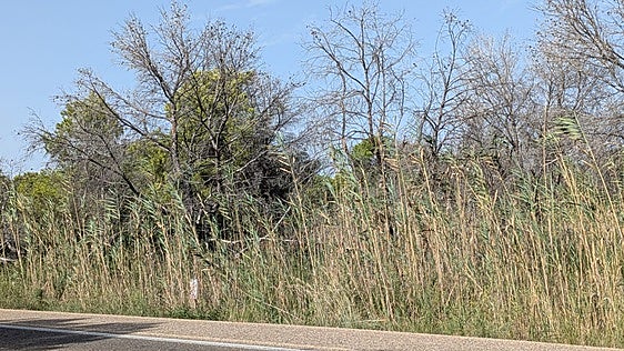 El PSPV denuncia la falta de reforestación en zonas incendiadas en El Saler en 2024