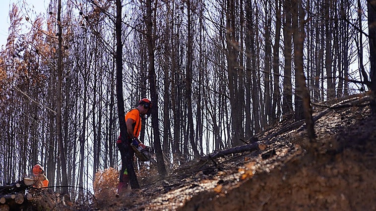 La Generalitat destina 685.000 euros en la primera fase de recuperación de las zonas afectadas por el incendio de La Calderona