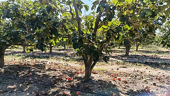 Algemesí exige ayudas para el campo al perderse el 80% del cultivo de caqui por el reventón térmico