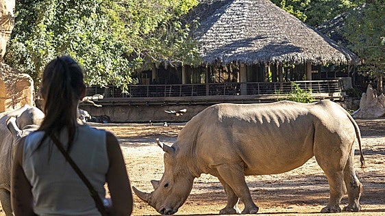Muere Ami, una de las rinocerontas de BIOPARC Valencia