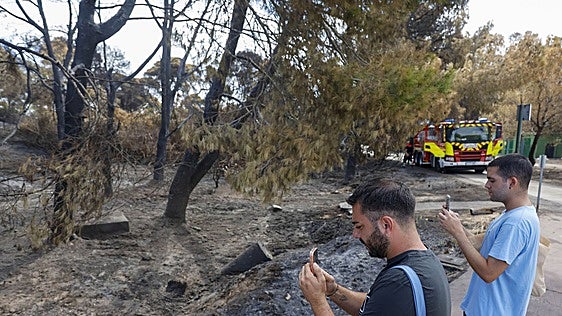Medio Ambiente descarta una reforestación inmediata en la Devesa