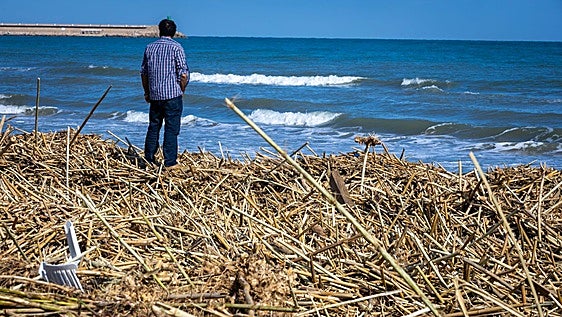 FOTOS | Un mar de miles de cañas de la dana Adam en la playa de Daimús