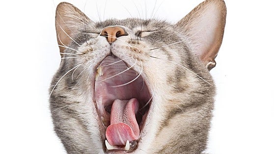 El misterio de los gatos: «El maullido es un sonido que tu mascota te dedica en exclusiva»