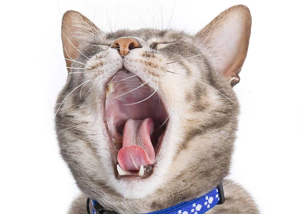 El fascinante lenguaje de los gatos: descifrando sus sonidos y secretos