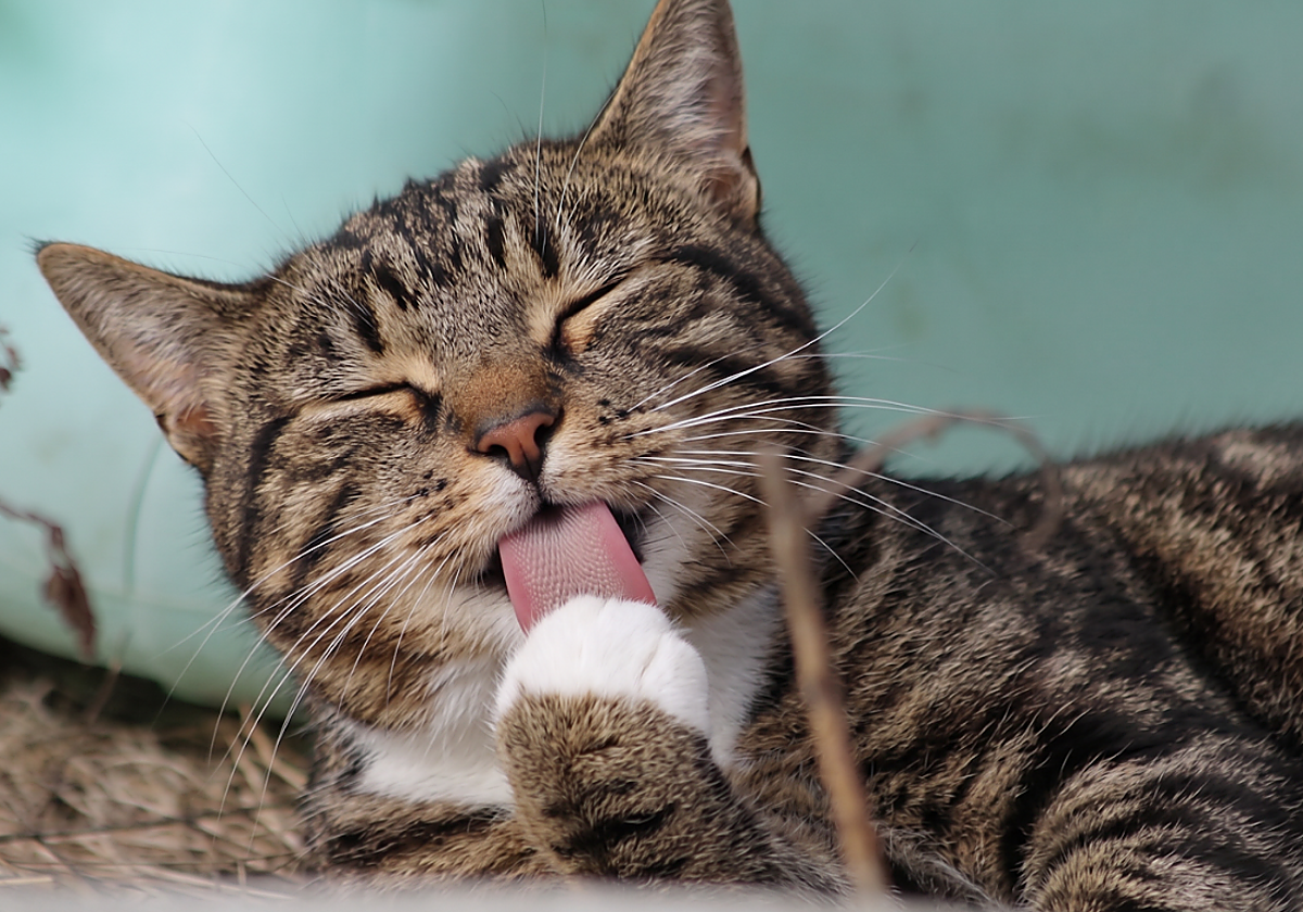 El arte felino del autocuidado: lecciones para la vida cotidiana
