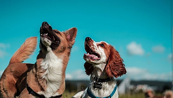 El error crítico que cometen la mayoría de dueños con sus perros