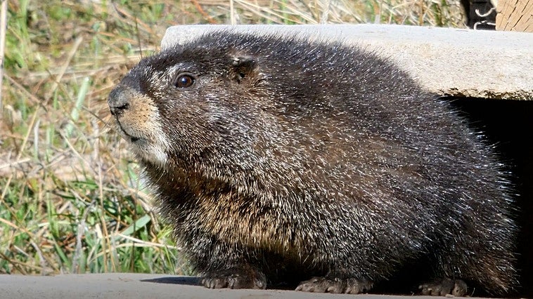 El OnlyFans de marmotas crea una petición nacional para garantizar una inversión sólida y sostenida en la ciencia