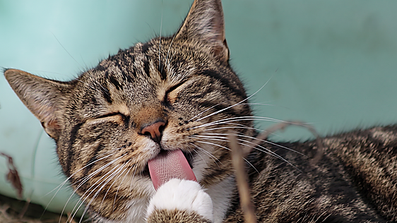 Qué dice la psicología de las personas que esperan a que un gato se acerque por iniciativa propia