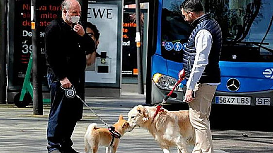 Los adiestradores advierten del error que cometen muchos dueños cuando su perro tira de la correa