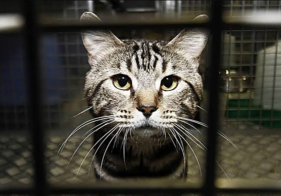 Ley de Bienestar Animal en 2026: todo lo que puedes y no puedes hacer con tu mascota en España