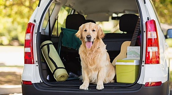 Ya está en vigor: La Unión Europea prohíbe que las mascotas viajen con una persona que no sea su dueño sin autorización