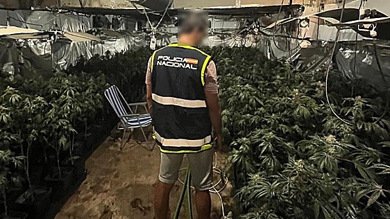 Desmantelan una plantación de marihuana en Torrent que estaba dirigida por un huido de la justicia