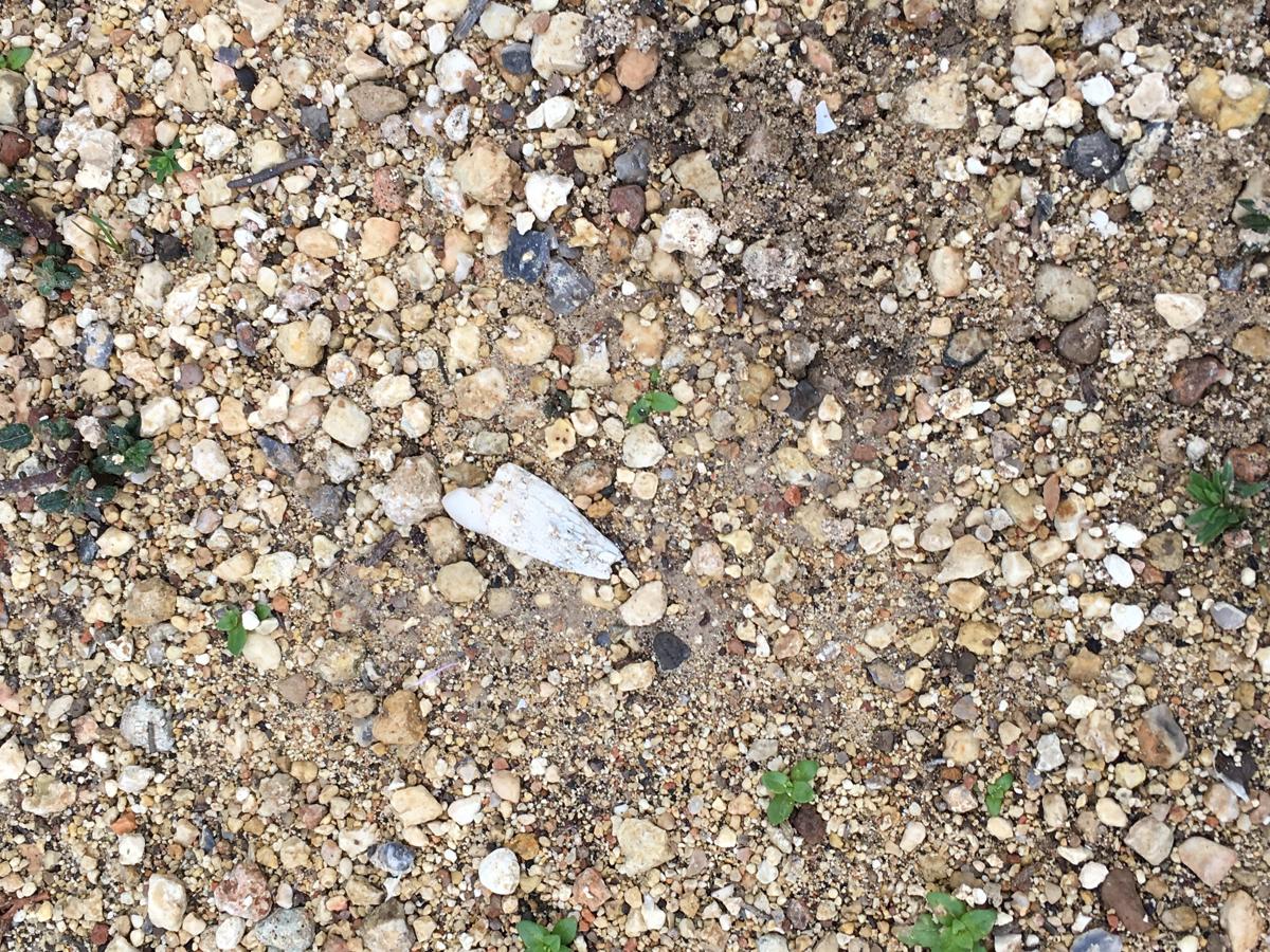 Fotos del caso de las niñas de Alcàsser