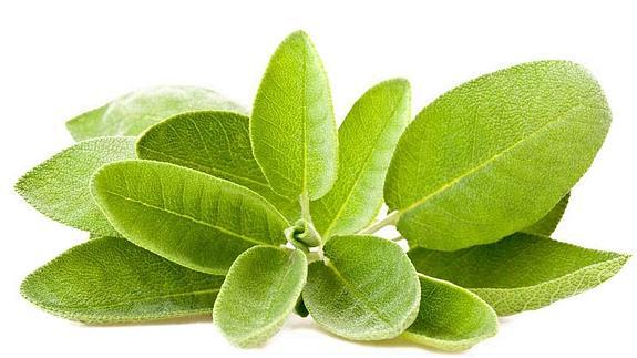 Plantas para aliviar los dolores menstruales
