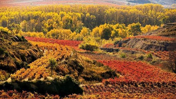 Viñedo en La Rioja. 