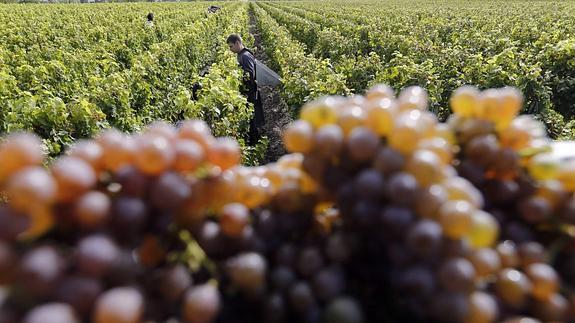 Una plantación de viñedos en Francia.