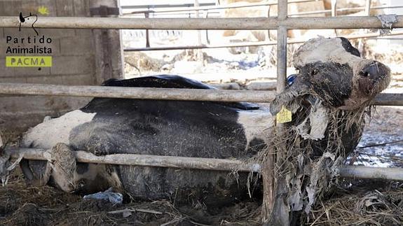 Una vaca muerta en una de las granjas afectadas por la crecida del Ebro en Aragón. 