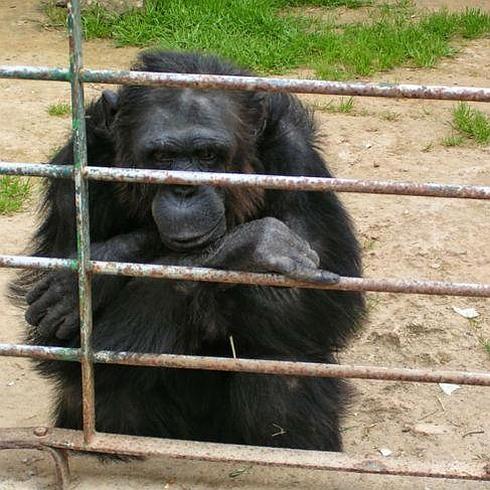 Un chimpancé enjaulado.