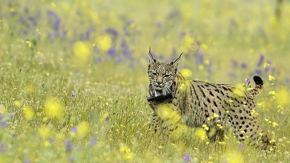 Uno de los linces puestos en libertad en Mazarambroz (Toledo) hace dos semanas.