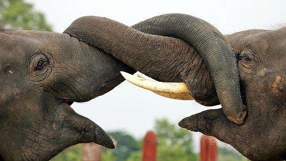 Dos elefantes entrelazan sus trompas en Ayutthaya, Tailandia.