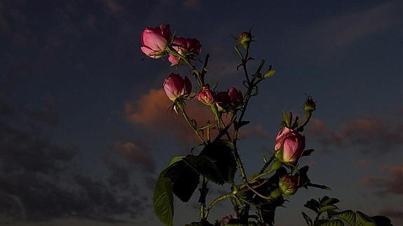 Un rosal al amanecer, en Karlovo (Bulgaria).