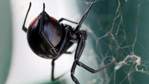 Una 'viuda negra' en su telaraña.