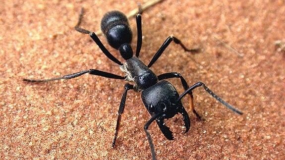 Las hormigas pueden automedicarse.