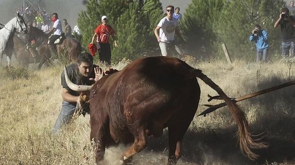 Celebración del Toro de la Vega en 2013.