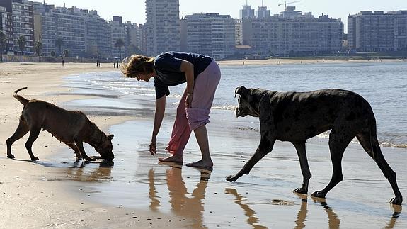 Una mujer junto a sus dos perros pasea por una playa.