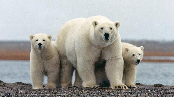 Oso polar con sus crías en el parque nacional del Ártico, Alaska.