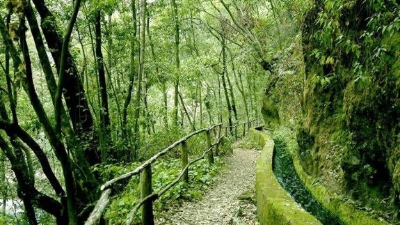 El Bosque de los Tilos. 