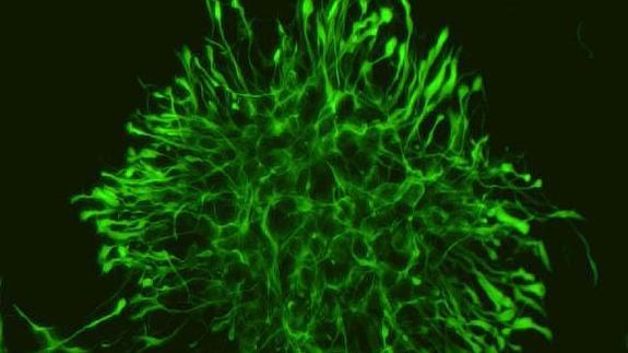 Células neuronales vistas al microscopio. 