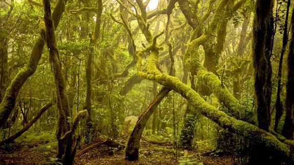 Parque Nacional de Garajonay