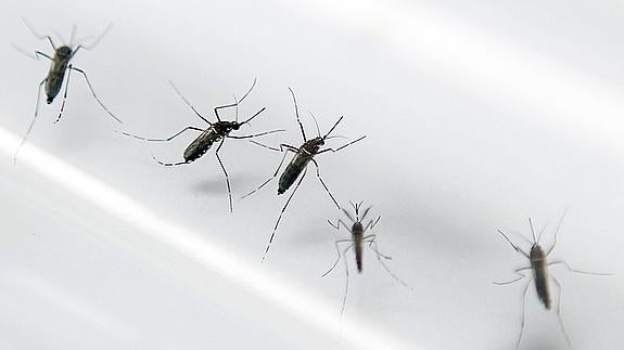 El mosquito Aedes aegypti.