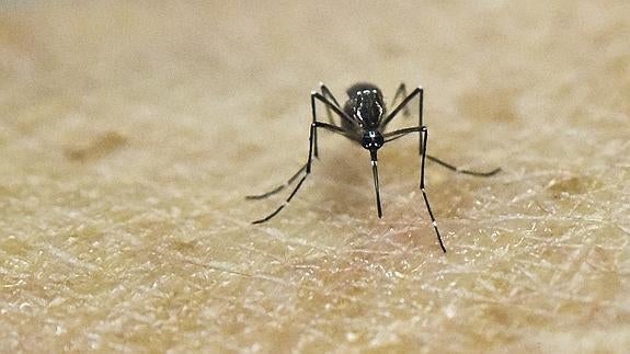 Ejemplar del mosquito Aedes Aegypti, vector del virus del Zika. 