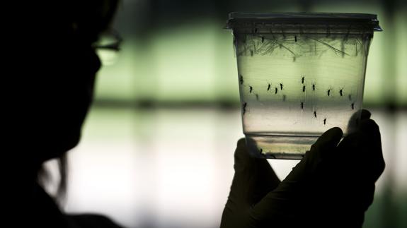 Investigadora mirando varios ejemplar de mosquitos Aedes aegypti en una investigación para combatir la epidemia del virus Zika.