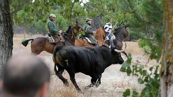 'Rompesuelas', el último toro de la Vega.