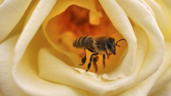 Una abeja se posa en una rosa amarilla.