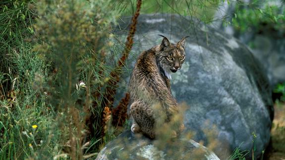 Lince ibérico en su hábitat natural.