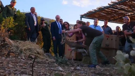 El momento de la liberación de las gacelas.